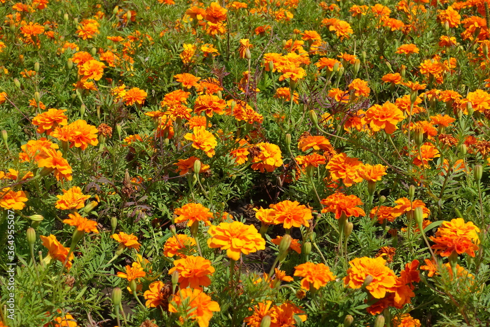 A lot of bright orange flower heads of Tagetes patula in mid July