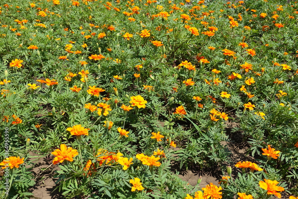 Amber orange flower heads of Tagetes patula in June