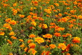 A lot of bright orange flower heads of Tagetes patula in mid July