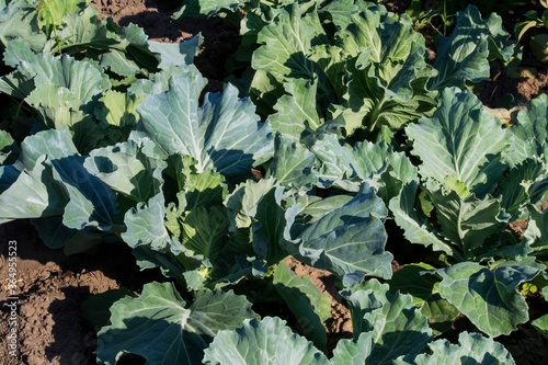 Seedlings of cabbage. Photo for gardening presentation.