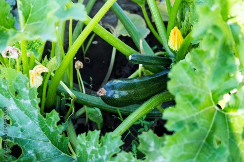 The fruit of the squash in the foliage.