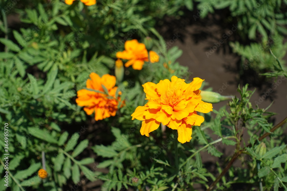 Macro of orange flower heads of Tagetes patula in June