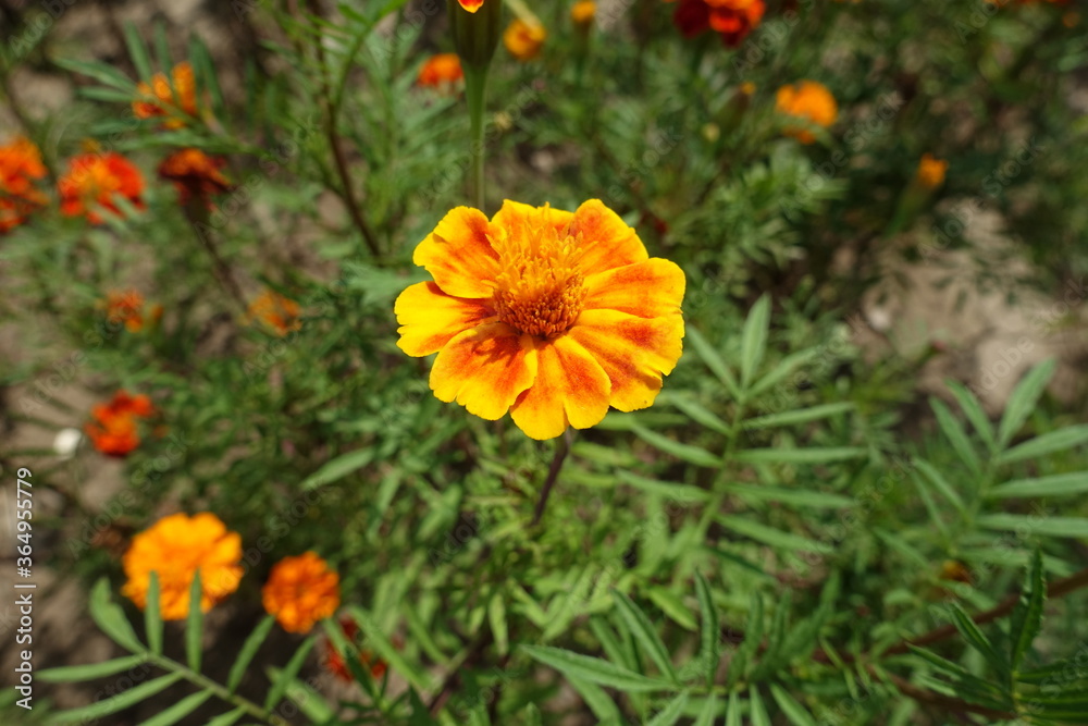 Obraz premium Simple single orange flower head of Tagetes patula in July