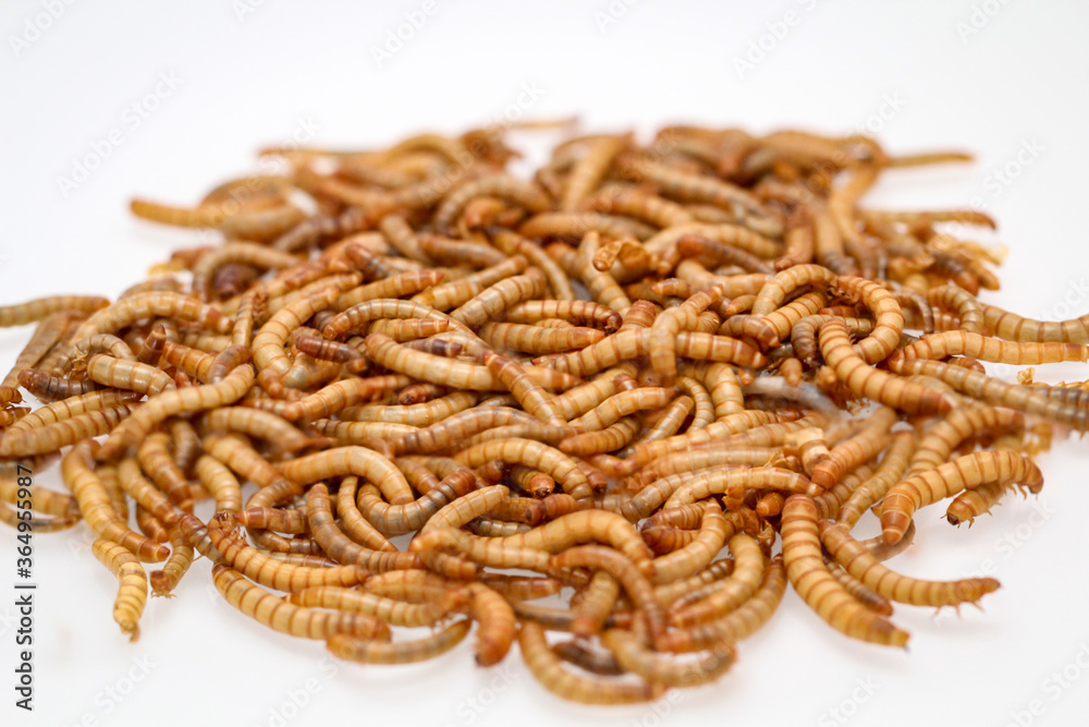 Viele lebende Mehlwürmer die Ernährung von Eidechsen und anderen Kleintieren dienen.
