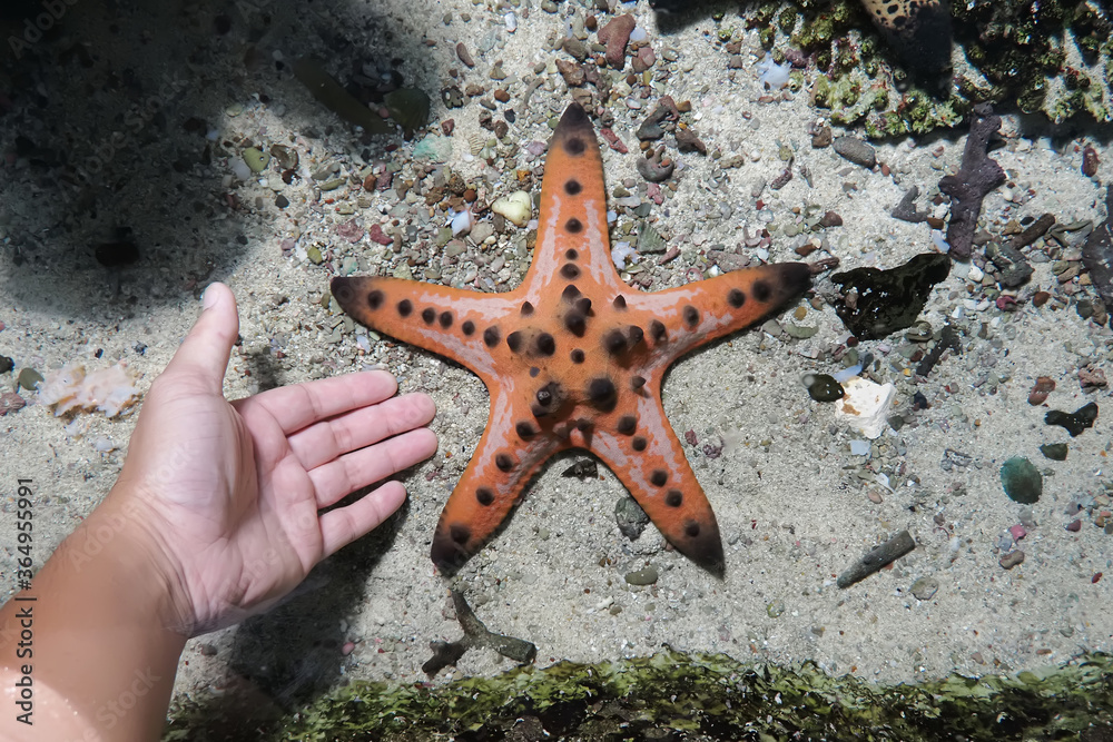 Tourists like to take pictures of catching starfish In the exhibition area for marine animal species and suitable for fair use in design Tourists like to take pictures of catching starfish In the exhibition area for marine animal species and suitable for fair use in design