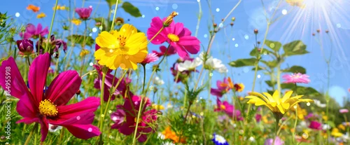 Obraz  z motywem Colorful wild flower meadow with blue sky and sun rays with bokeh lights - floral summer background banner -  greeting card 