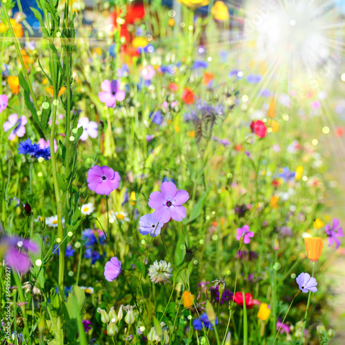 colorful wildflower meadow with bokeh and sun rays - greeting card for summer