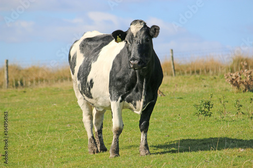 cow in the field