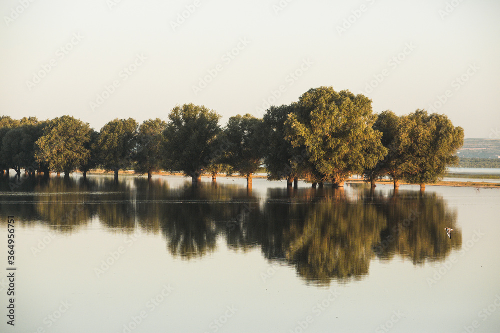 Trees in a lake with roots under water and branches out in Moldova. Trees in swamps and muds of Central Europe. Reflection of trees in water. Inundated field and park. Flooding on the river