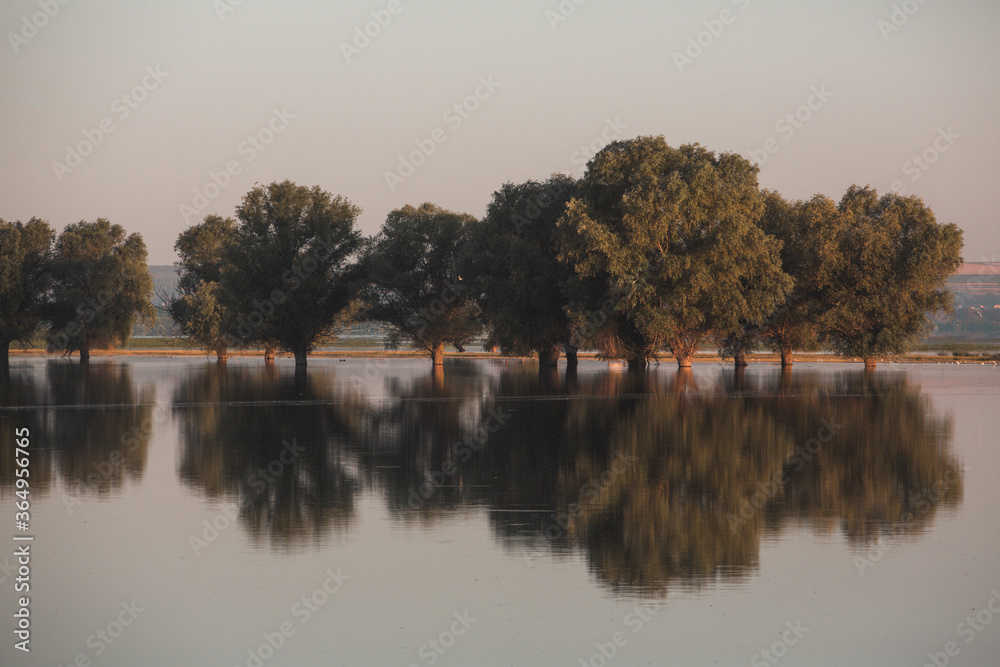 Trees in a lake with roots under water and branches out in Moldova. Trees in swamps and muds of Central Europe. Reflection of trees in water. Inundated field and park. Flooding on the river