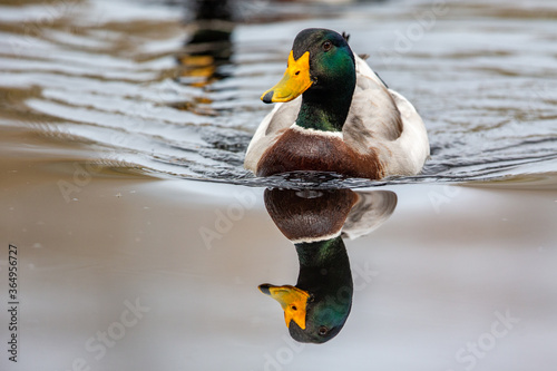 Mallard (Anas platyrhynchos) in the nature protection area Moenchbruch near Frankfurt, Germany. photo