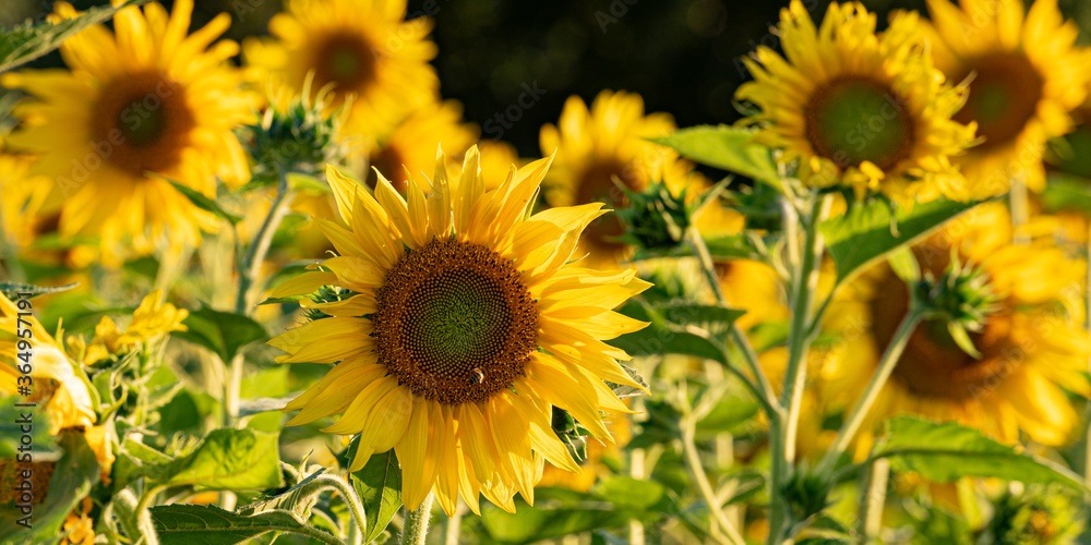 Fototapeta premium Beautiful yellow flowering sunflower in front of blue sky background.