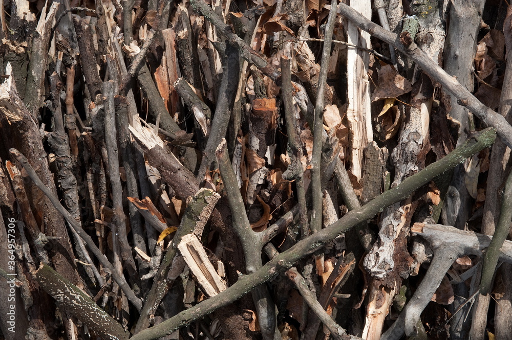 Broken branches Broken branches