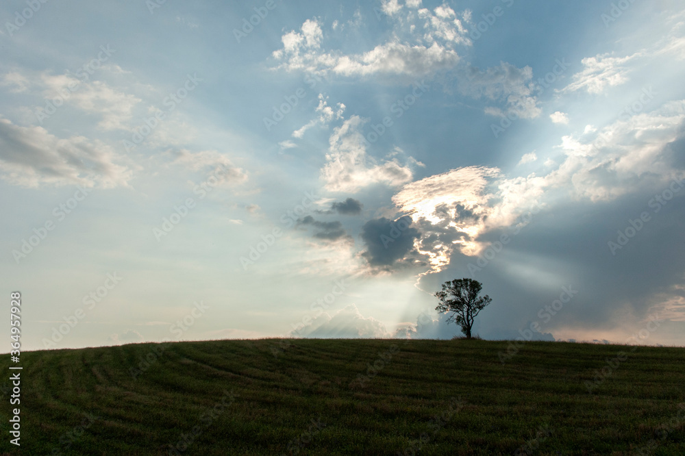 Landscape with lonely tree dramatized by clouds at sunset