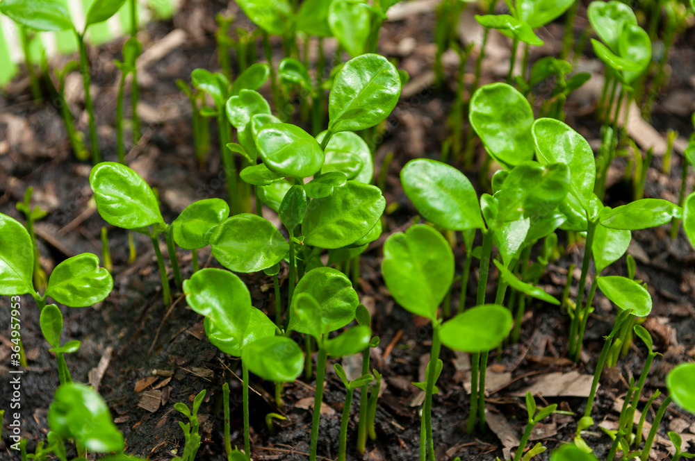 Small seedlings, plants that grow on the ground, Gardening.Young seedlings plants growing. Small seedlings, plants that grow on the ground, Gardening.Young seedlings plants growing.