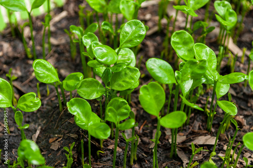 Small seedlings, plants that grow on the ground, Gardening.Young seedlings plants growing.