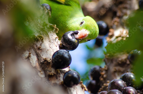 Maritaca, Brazilian bird eating jaboticaba or jaboticaba. selective focus. photo