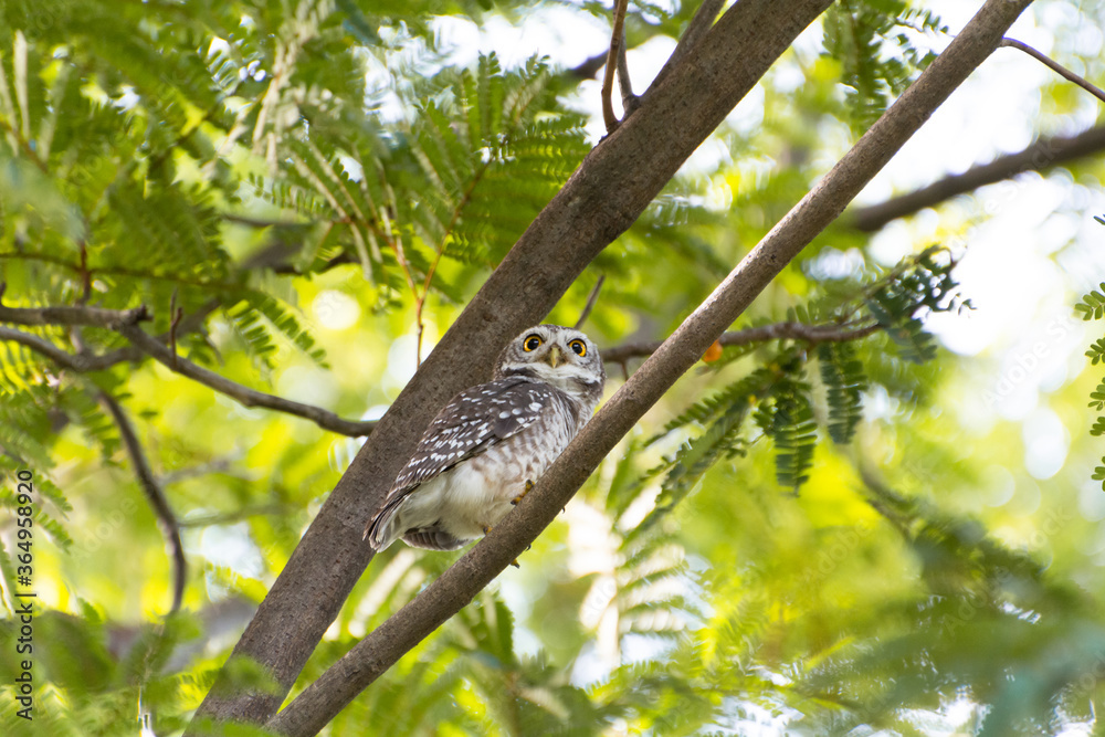 Spotted Owlet resting on the tree branch. Spotted Owlet resting on the tree branch.