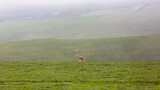 A single lamb on rolling green fields and hills on the fleurieu peninsula in myponga south australia on july 14 2020