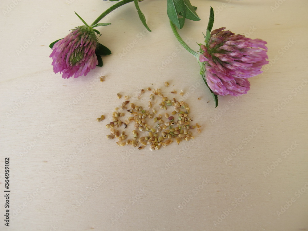 Flowering red clover and edible seeds on a wooden board Flowering red clover and edible seeds on a wooden board