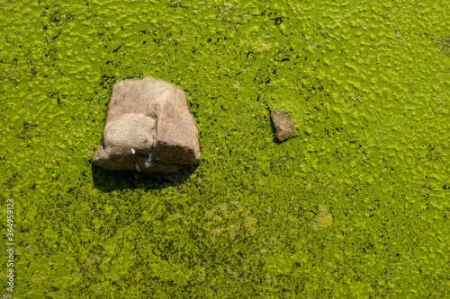 developpement d'algues dans une eau stagnante photo