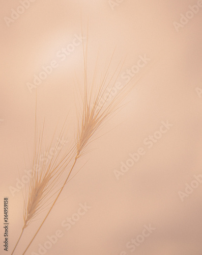 close up of wheat ears photo