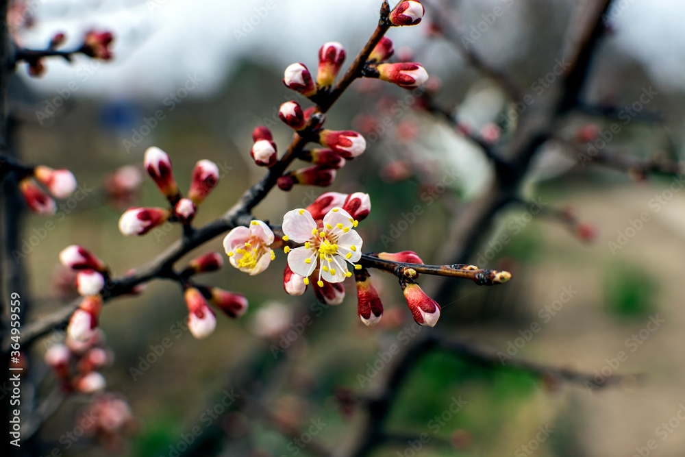 cherry blossom in spring cherry blossom in spring