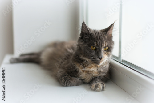 Stern look of Maine Coon cat. Grey big cat with fluffy soft fur.