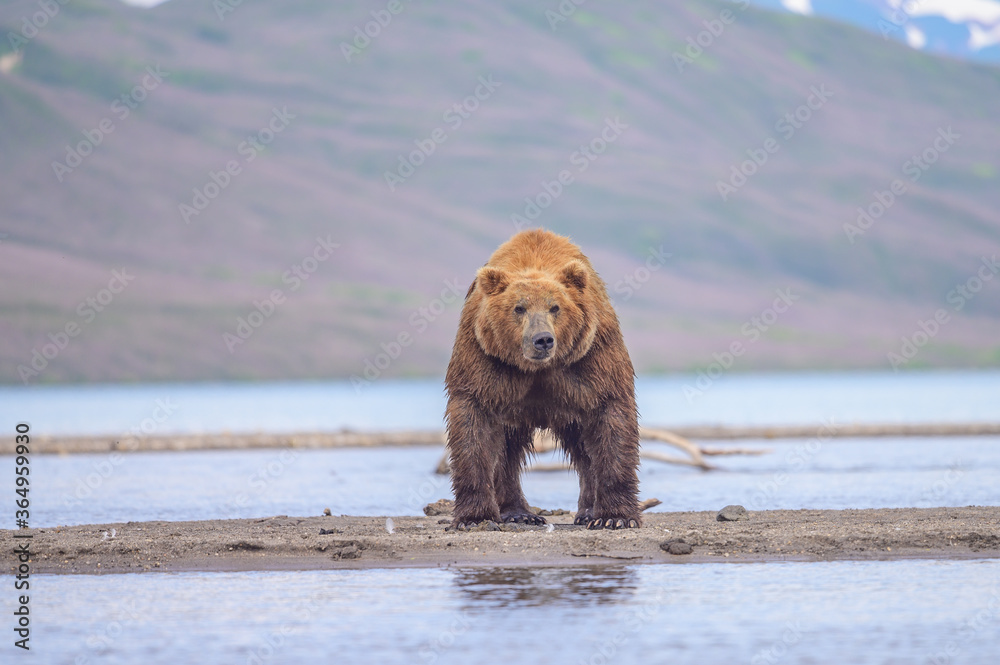 Ruling the landscape, brown bears of Kamchatka (Ursus arctos beringianus) Ruling the landscape, brown bears of Kamchatka (Ursus arctos beringianus)