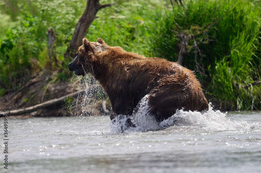 Ruling the landscape, brown bears of Kamchatka (Ursus arctos beringianus) Ruling the landscape, brown bears of Kamchatka (Ursus arctos beringianus)