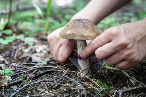 Picking porcini mushrooms in the woods. Nutrition from wild nature