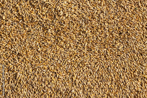 Ripened barley grain lies in a pile on a farm, concept - harvest 2020 and bread making. Village and agricultural, rural area is specified in it.