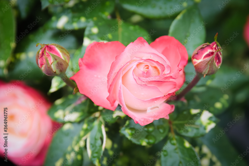 Beautiful garden pink rose. Rose flower. Green leaves. One rose and two buds Beautiful garden pink rose. Rose flower. Green leaves. One rose and two buds