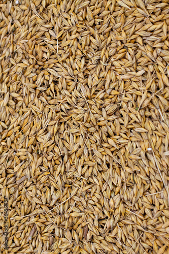 Ripened barley grain lies in a pile on a farm, concept - harvest 2020 and bread making. Village and agricultural, rural area is specified in it.