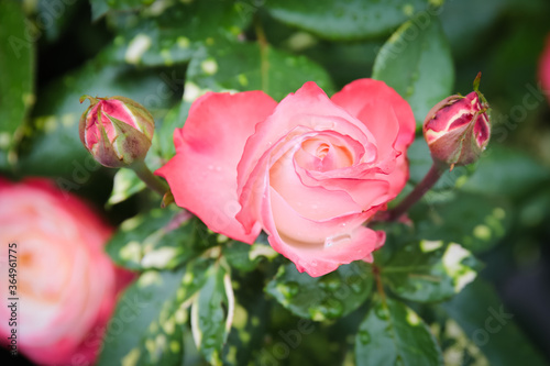 Beautiful garden pink rose. Rose flower. Green leaves. One rose and two buds