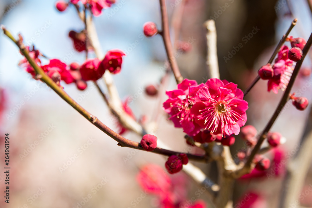 Prunus mume blossoms at Osaka Castle Park in Osaka, Japan. a famous Tourist spot. Prunus mume blossoms at Osaka Castle Park in Osaka, Japan. a famous Tourist spot.
