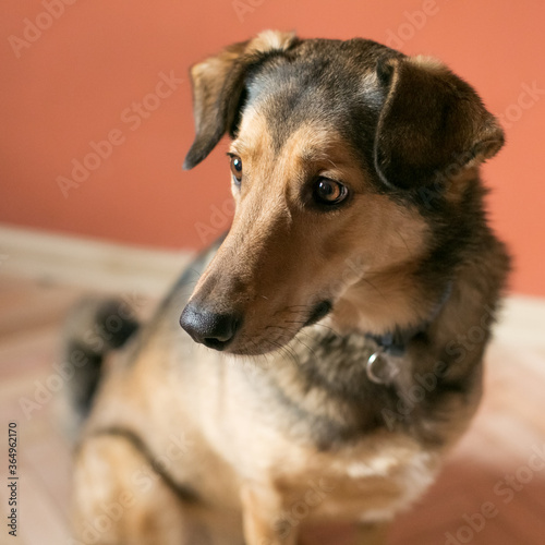 Beautiful graceful dog without breed. The dog knows how to pose. Dog model. Light brown dog on the red background.