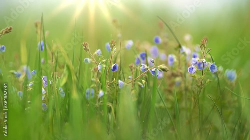 Violet summer field flower on the wind. Small delicate flowers in the grass in a meadow in the rays of the setting sun. Summer nature concept with blurred bokeh background