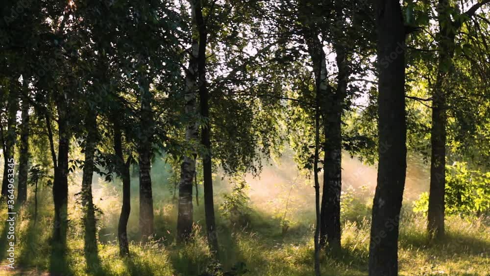 the sun's rays make their way through the trees and fog, the fog swims to the left, timelapse the sun's rays make their way through the trees and fog, the fog swims to the left, timelapse