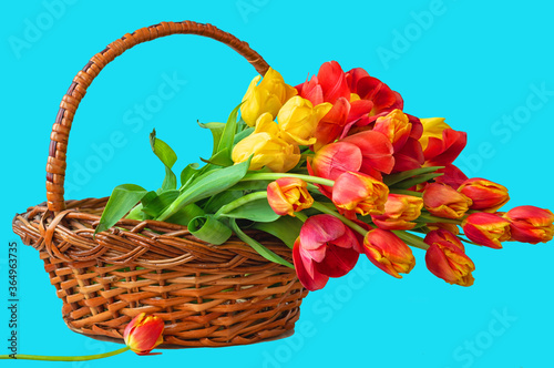 Bouquet of tulip flowers in basket on blue background  copy space.