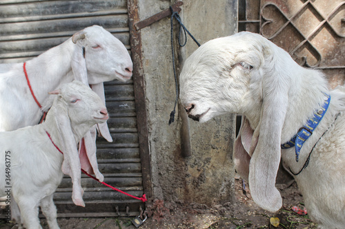 Closeup of beautiful Goat. photo