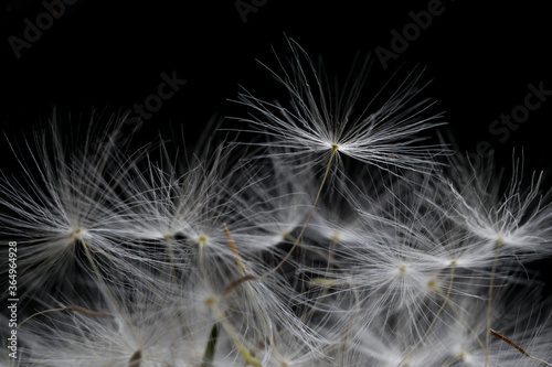 white dandelion stamen close up macro on a black background Background of dandelion flower umbrella seeds