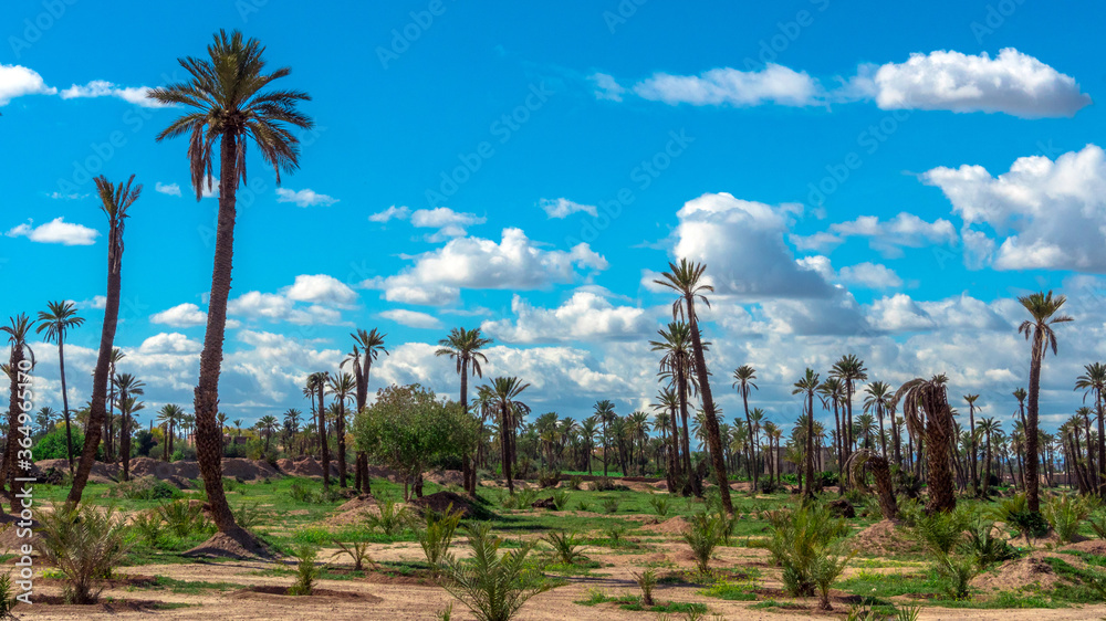 Fototapeta premium Palm Grove in Marrakech, Morocco