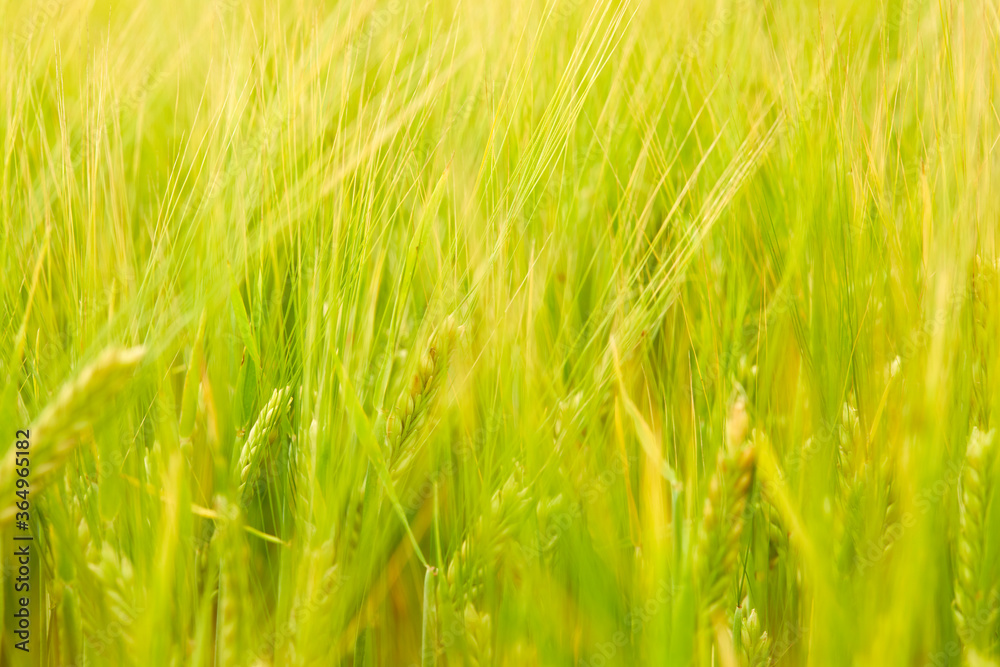 green wheat field on the farm field