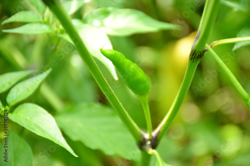 green chilly with leaves and plant .