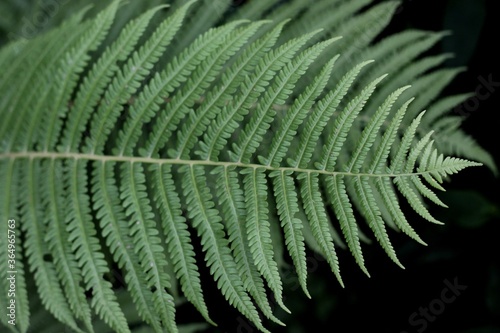 green fern leaf