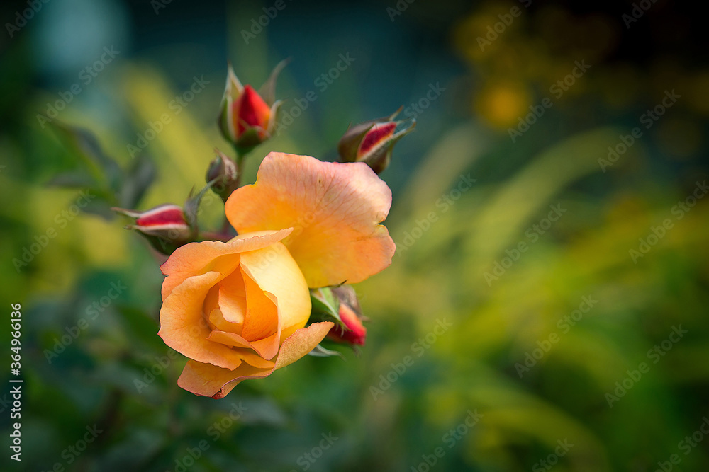 Beautiful orange rose in the forest in Belarus. Spring in the village. Beautiful orange rose in the forest in Belarus. Spring in the village.