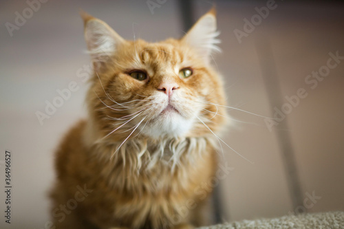 Red Maine Coon cat looks in camera. Cats of this breed are very smart, wise and thoughtful. Face of red big cat. 