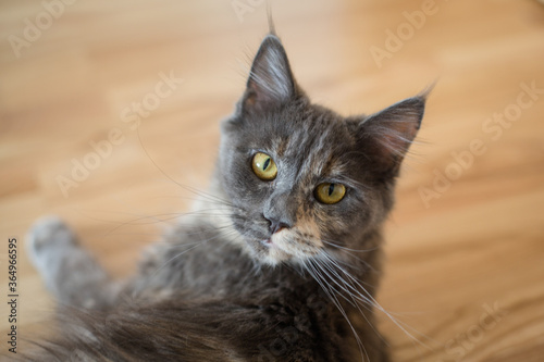 The gray and brown kitten of the Main Coon breed lies and smiles beautifully. Face of cat. Yellow eyes. © Iryna Boro