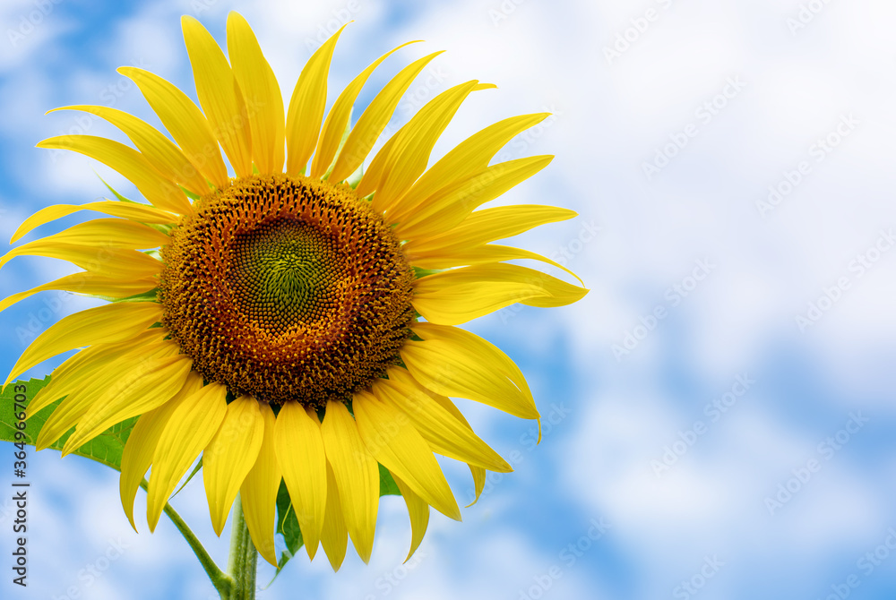 Obraz premium Blooming sunflower in the blue sky background